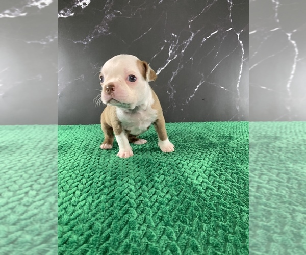 Medium Photo #28 Boston Terrier Puppy For Sale in TULARE, CA, USA
