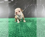 Small #27 Boston Terrier