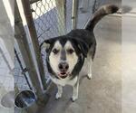 Small #1 Siberian Husky Mix
