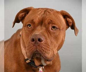American Pit Bull Terrier-Unknown Mix Dogs for adoption in Fort Collins, CO, USA