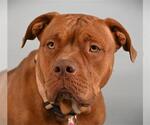 PRINCESS PEACH - Female American Pit Bull Terrier-Unknown Mix Dog for Adoption - Small photo