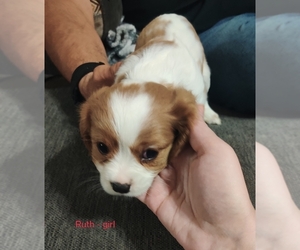 Cavalier King Charles Spaniel Puppy for sale in LOUISVILLE, KY, USA