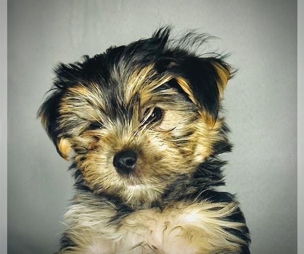 Medium Photo #3 Morkie Puppy For Sale in CONCORD, CA, USA