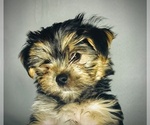 Small #2 Morkie