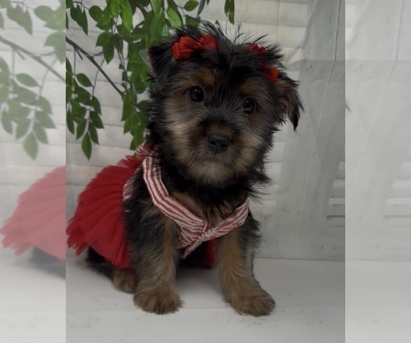 Medium Photo #2 Shorkie Tzu Puppy For Sale in SELLERSBURG, IN, USA