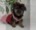 Small #1 Shorkie Tzu