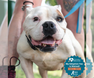Mutt Dogs for adoption in Philadelphia, PA, USA