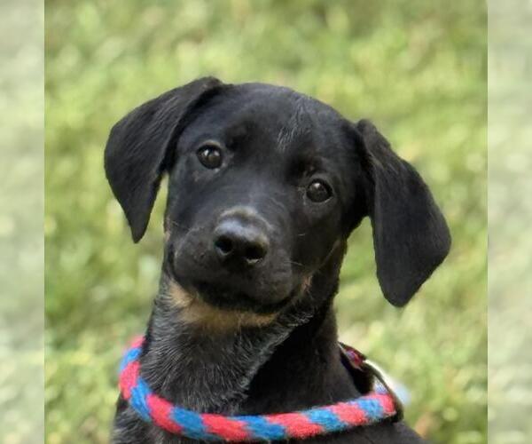 Medium Photo #1 Boxer-Unknown Mix Puppy For Sale in Yardley, PA, USA