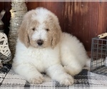 Small #2 Goldendoodle