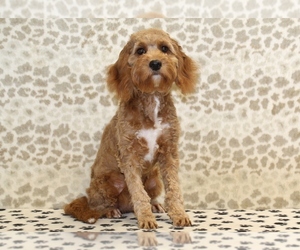 Cavapoo Puppy for sale in DENVER, PA, USA