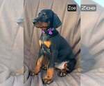 Small #3 Doberman Pinscher
