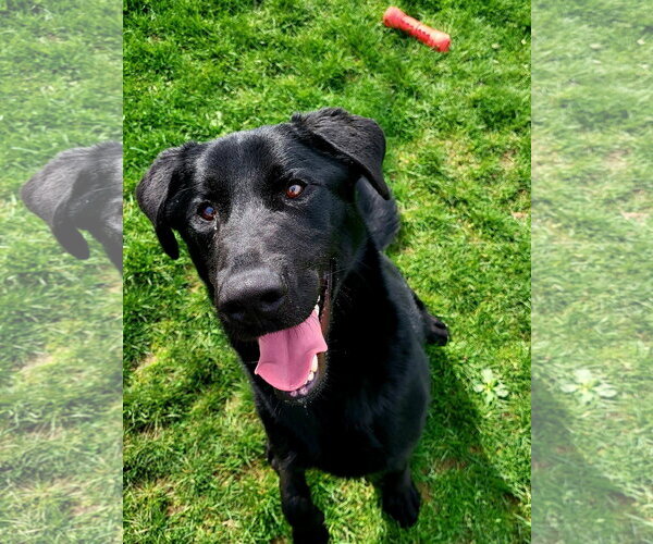 Medium Photo #6 Labrador Retriever-Unknown Mix Puppy For Sale in Rootstown, OH, USA