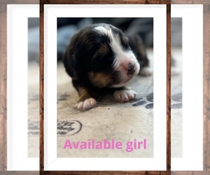 Bernese Mountain Dog Puppy for sale in AMARILLO, TX, USA