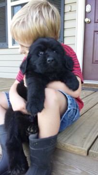Medium Photo #1 Newfoundland Puppy For Sale in JACKSON, MO, USA