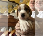 Puppy Samuel Saint Bernard