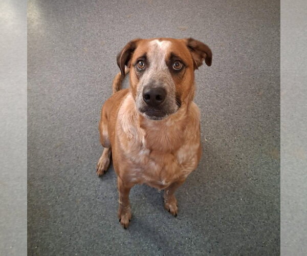 Medium Photo #1 Coonhound-Red Heeler Mix Puppy For Sale in Low Moor, VA, USA