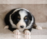 Small Photo #1 Miniature Australian Shepherd Puppy For Sale in CHEHALIS, WA, USA