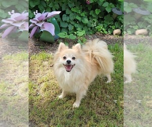 Mother of the Pomeranian puppies born on 06/21/2026