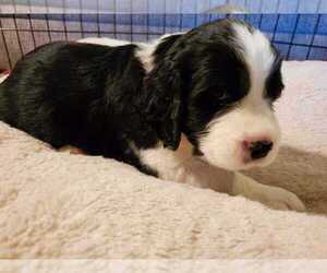 English Springer Spaniel Puppy for sale in NEWPORT NEWS, VA, USA