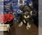 Image preview for Ad Listing. Nickname: AKC schnauzers