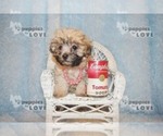 Small Photo #9 Maltese-Poodle (Toy) Mix Puppy For Sale in SANGER, TX, USA