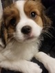 Small Photo #1 Cava-Chin Puppy For Sale in HENNIKER, NH, USA