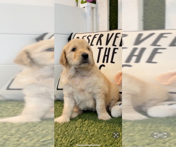 Medium Photo #2 Goldendoodle Puppy For Sale in COULTERVILLE, CA, USA
