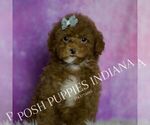 Small Photo #1 Maltipoo (Miniature) Puppy For Sale in WARSAW, IN, USA