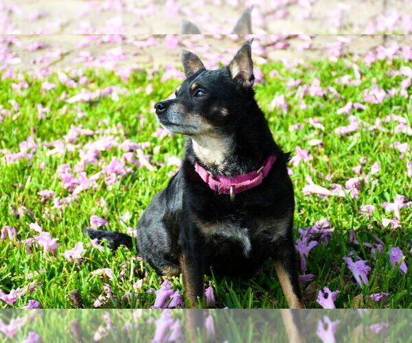 Medium Photo #1 Chihuahua-Unknown Mix Puppy For Sale in oakland, FL, USA