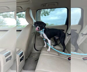 PAULA - Female Labrador Retriever-Staffordshire Bull Terrier Mix Dog for Adoption - Photo #3