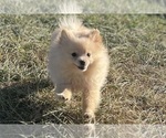 Small #8 Pomeranian