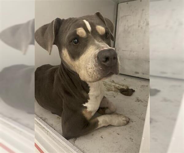 Medium Photo #1 Mutt Puppy For Sale in Houston, TX, USA