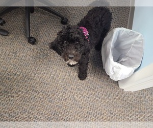 Goldendoodle Puppy for sale in VIRGINIA BCH, VA, USA