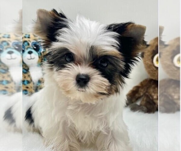 Medium Photo #5 Yorkshire Terrier Puppy For Sale in WINTER PARK, FL, USA