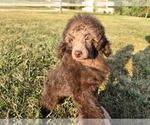Small #6 Poodle (Toy)