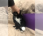 Small Photo #11 Portuguese Water Dog Puppy For Sale in STERLING, CO, USA