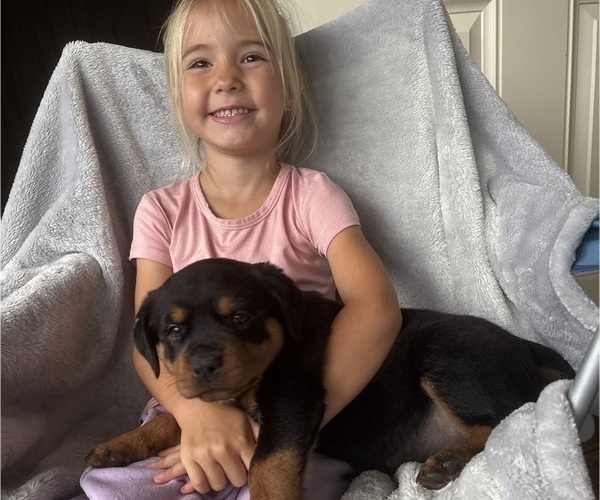 Medium Photo #3 Rottweiler Puppy For Sale in GILBERT, WV, USA