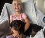 Small #2 Rottweiler