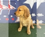 Small #12 Golden Retriever