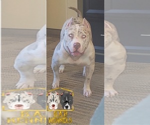 Mother of the American Bully puppies born on 02/16/2022
