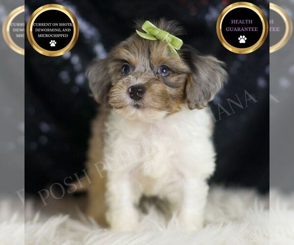 Medium Photo #7 YorkiePoo Puppy For Sale in WARSAW, IN, USA