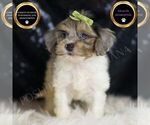 Small #6 YorkiePoo