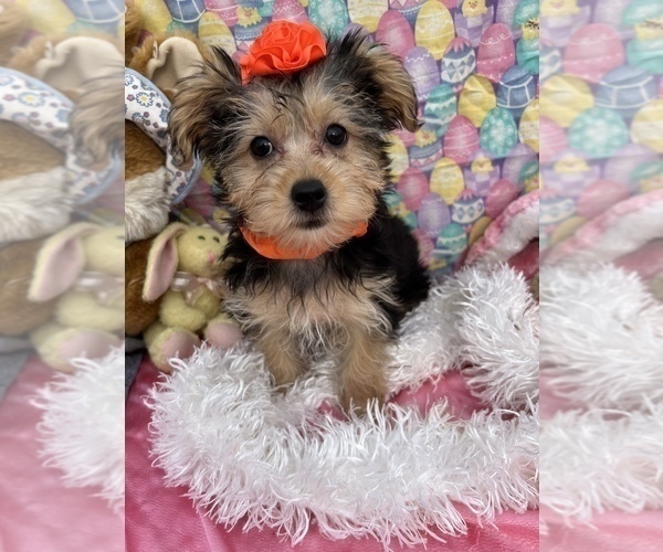 Medium Photo #1 YorkiePoo Puppy For Sale in BOLINGBROOK, IL, USA