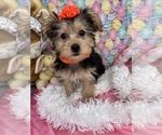 Small Photo #1 YorkiePoo Puppy For Sale in BOLINGBROOK, IL, USA