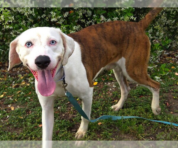 Medium Photo #2 Catahoula Leopard Dog-Unknown Mix Puppy For Sale in Ocala, FL, USA