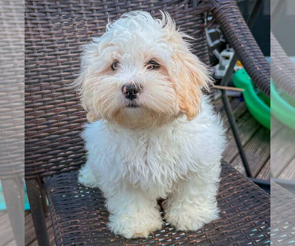 Medium Photo #8 Shih Tzu-Unknown Mix Puppy For Sale in Huntley, IL, USA