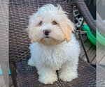 Small #7 Shih Tzu Mix