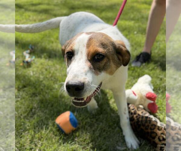 Medium Photo #6 Australian Shepherd-Unknown Mix Puppy For Sale in Yardley, PA, USA