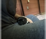 Small Photo #23 Frenchie Pug Puppy For Sale in BLOOMINGTON, IL, USA
