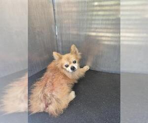 Pomeranian-Unknown Mix Dogs for adoption in San Antonio, TX, USA